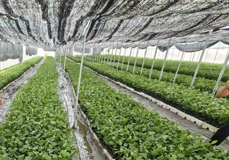 1729395661341176.jpg 5_副本.jpg