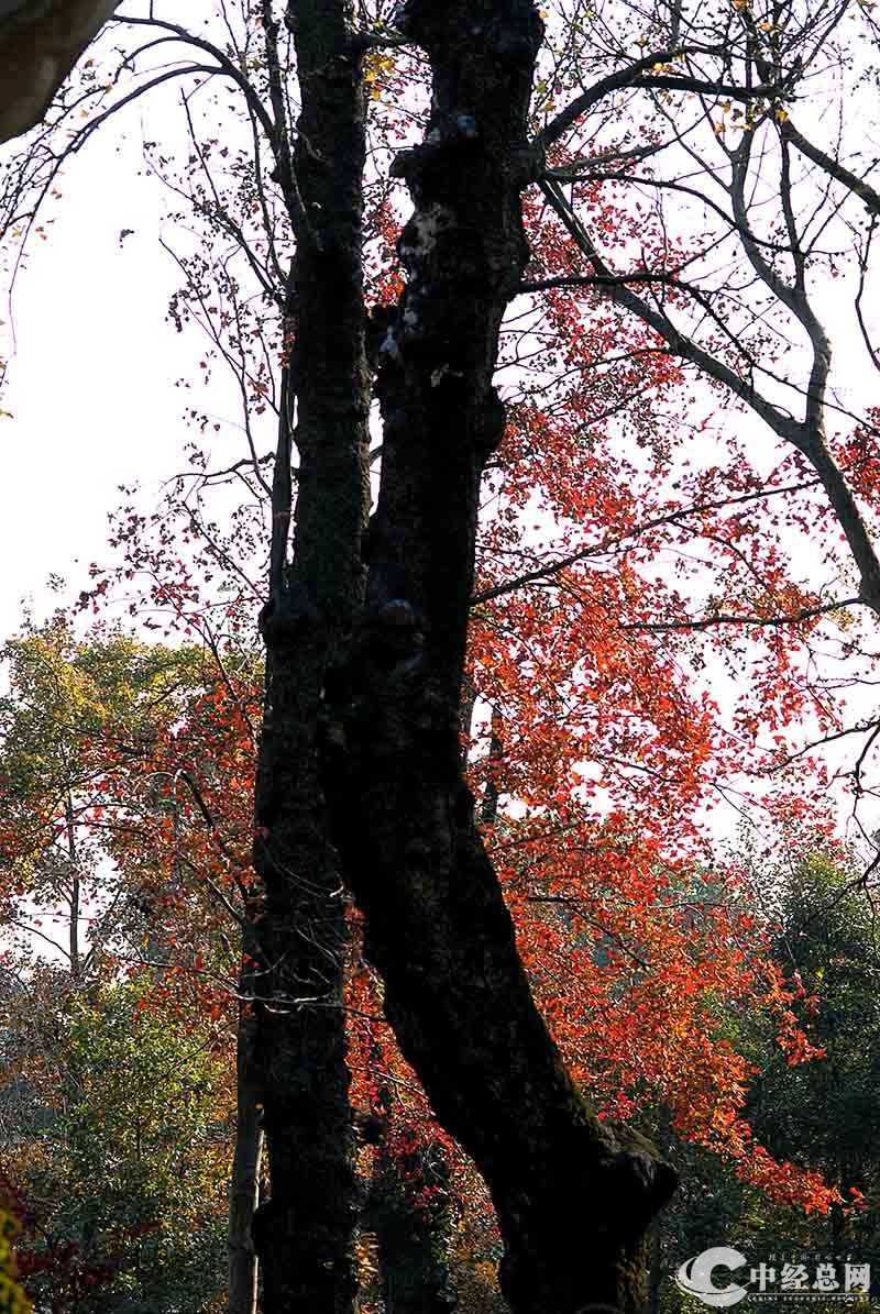 1735401459711223.jpg 6.jpg