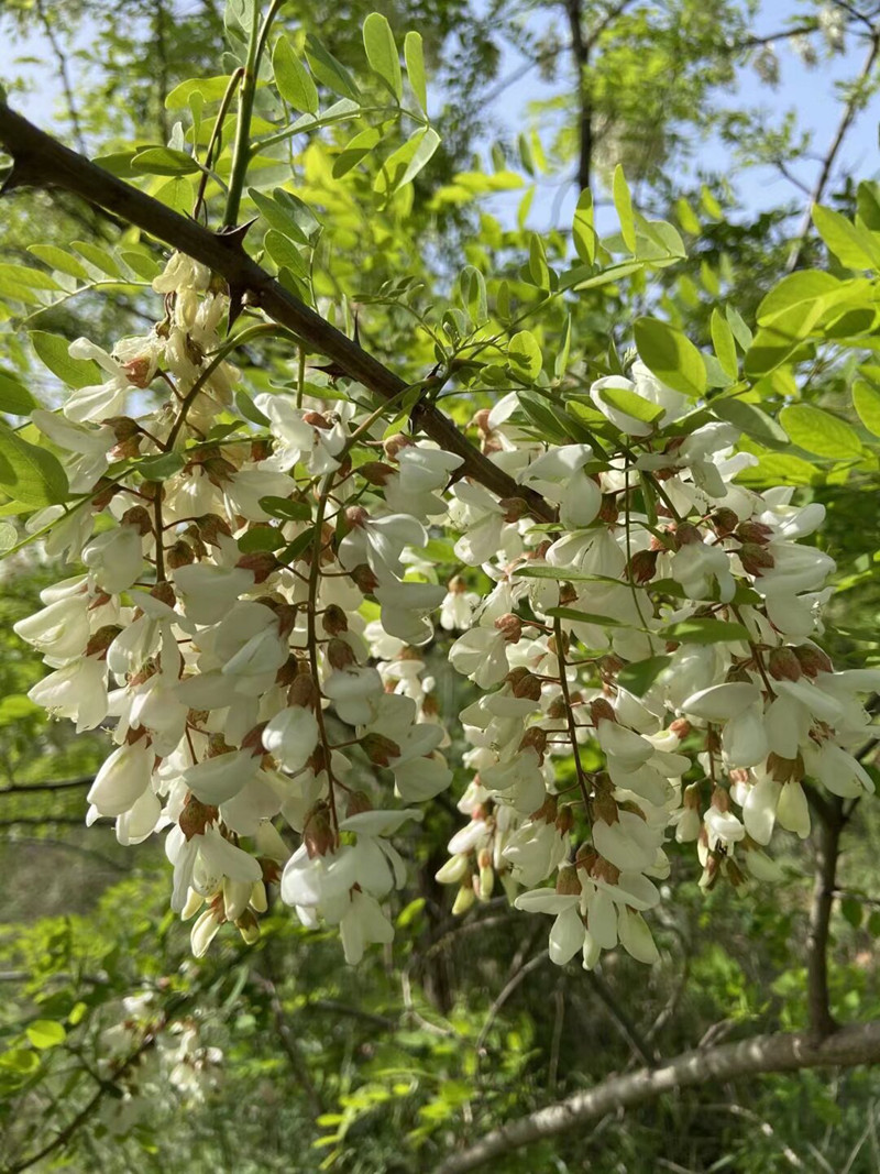 1735525265269593.jpg 2.jpg