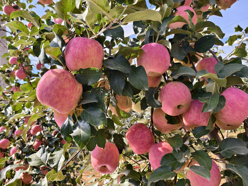 1735525498944135.jpg 6.jpg