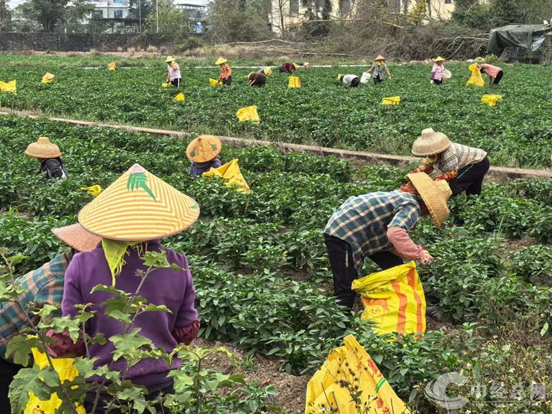 1739682351787269.jpg 微信图片_20250216124122_副本.jpg