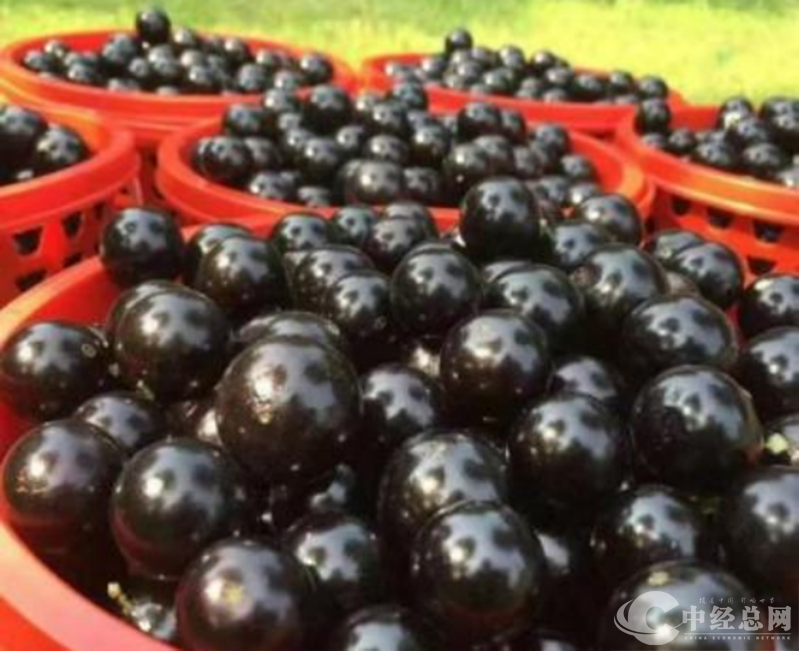 1743473789437544.png 图片8.png