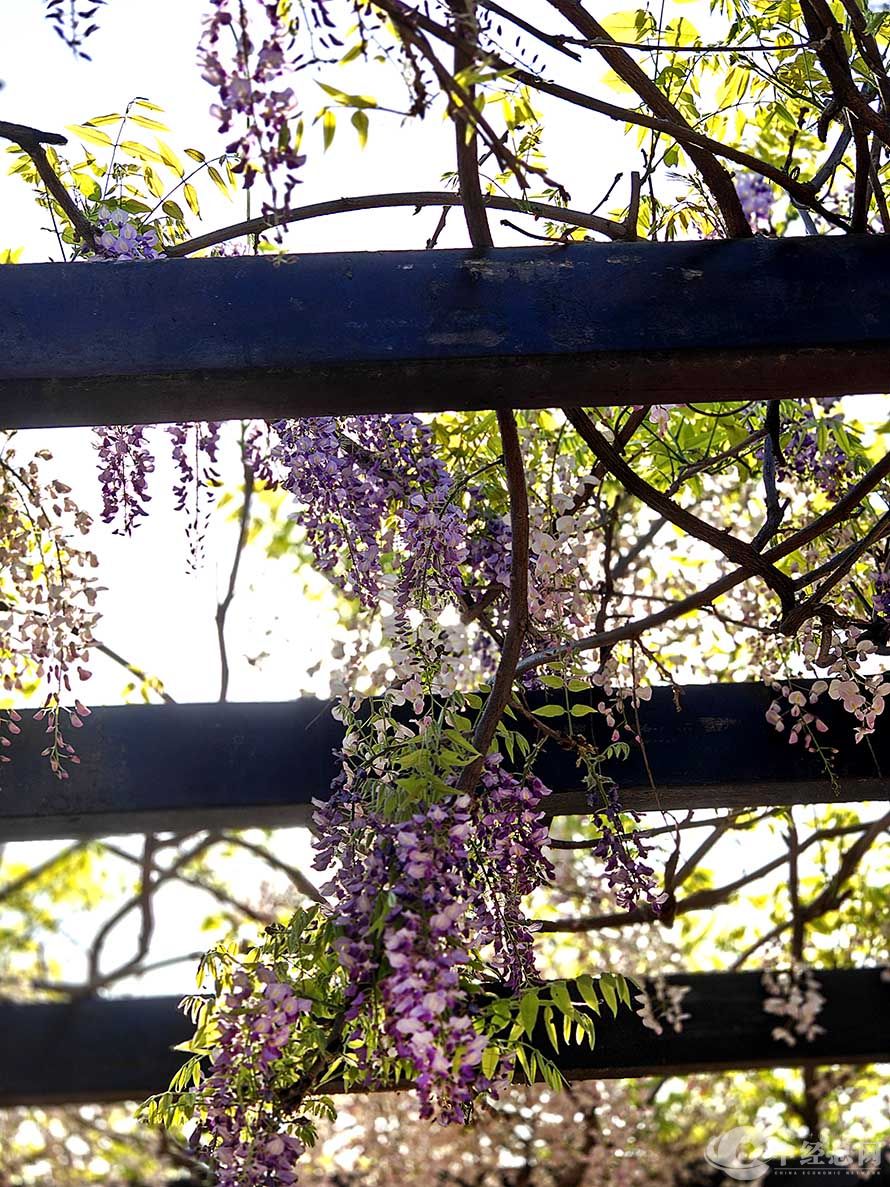 紫藤12.jpg