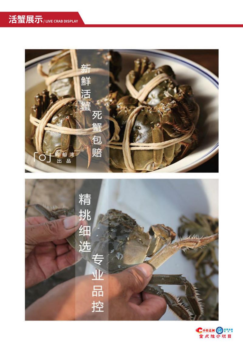 阳澄湖大闸蟹【中经总网优选推介】_15.jpg