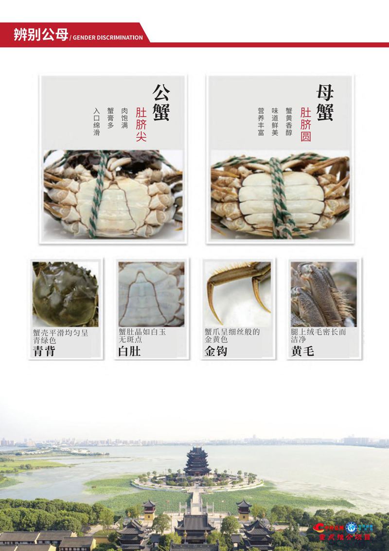 阳澄湖大闸蟹【中经总网优选推介】_18.jpg