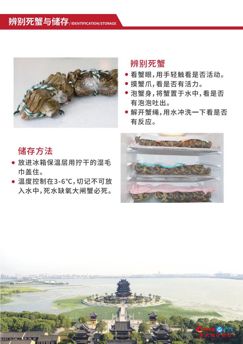 阳澄湖大闸蟹【中经总网优选推介】_19.jpg
